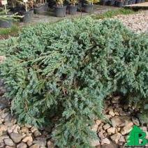 Можжевельник чешуйчатый "Блю Карпет" (Juniperus squamata Blue Carpet)