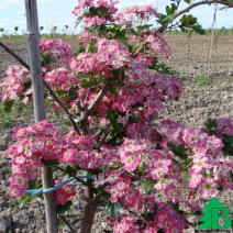 Боярышник колючий "Паул Скарлет" (Crataegus media Pauls Scarlet)