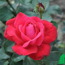 Роза "Дам де Кер" (Rose Dame de Couer)