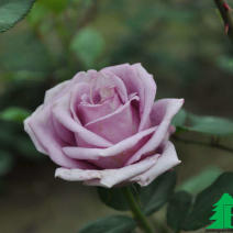 Роза "Индиголетта" (Rose Indigoletta)