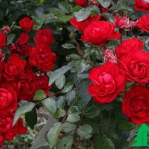 Роза "Ред Фейри" (Rose Red Fairy)