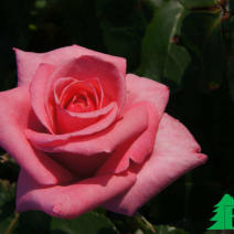 Роза "Карина" (Rose Carina)