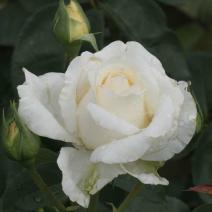 Роза "Поларстерн" (Rose Polarstern)