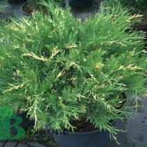 Можжевельник казацкий "Вариегата" (Jniperus sabina Variegata)