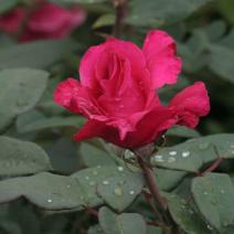 Роза "Венроза" (Rose Venrosa)