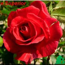Роза "Блейз Супериор" (Rose Blaze Superior)