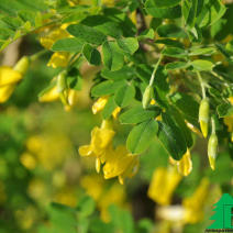 Акация древовидная плакучая (Caragana arboresen Pendula)