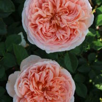 Роза "Абрахам Дерби" (Rose Abraham Darby)