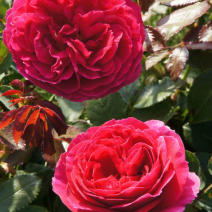 Роза "Отелло" (Rose Othello)