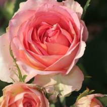 Роза "Фантазия Мондиаль" (Rose Fantasia Mondiale)