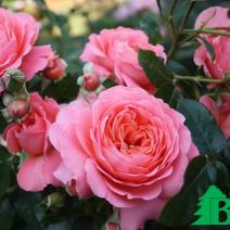 Роза "Пинк Абунданс" (Rose Pink Abundance)