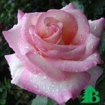 Роза "Персепшион" (Rose Perception)