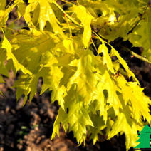 Дуб красный "Аурея " (Quercus robur Aurea)