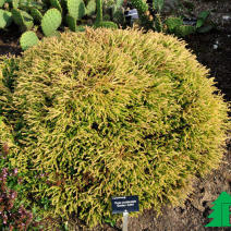 Туя западная «Голден Tюфет» (Thuja occidentalis Golden Tuffet)