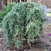 Тсуга канадская "Пендула" (Tsuga canadensis Pendula)