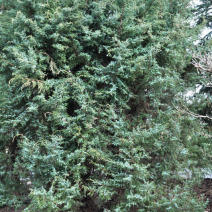 Можжевельник китайский "Блю Альпс" (Juniperus chinensis "Blue Alps")
