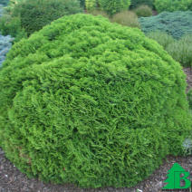 Туя западная Даника (Thuja occidentalis Danica)