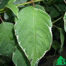 Дерен белый "Сибирика Вариегата" (Cornus alba Sibirica Variegata)