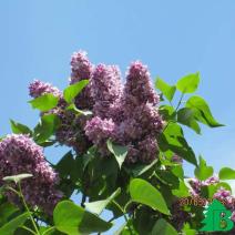 Сирень обыкновенная "Максимович" (Syringa vulgaris Maximowirz)