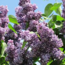 Сирень обыкновенная "Виолетта" (Syringa vulgaris Violetta) 