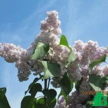 Сирень обыкновенная "Монтень" (Syringa vulgaris Montaigne)