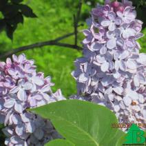 Сирень обыкновенная "Христофор Колумб"  (Syringa vulgaris Christophore Colomb)