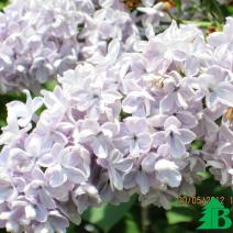 Сирень обыкновенная "Кондорсе" (Syringa vulgaris Condorce)