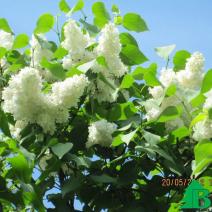 Сирень обыкновенная "Примрозе" (Syringa vulgaris Primrose)