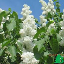 Сирень обыкновенная "Моник Лемуан" (Syringa vulgaris Monique)