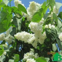 Сирень обыкновенная "Монумент" (Syringa vulgaris Monument)