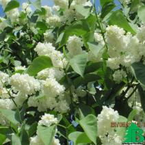 Сирень обыкновенная "Принцесса Клементина" (Syringa vulgaris Princesse Clementine)