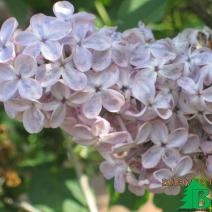 Сирень обыкновенная "Мулатка" (Syringa vulgaris Mulatka)