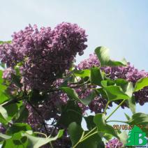 Сирень обыкновенная "Минчанка" (Syringa vulgaris Minchanka)