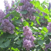 Сирень обыкновенная "Павлинка" (Syringa vulgaris Pavlinka)