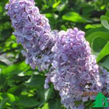 Сирень обыкновенная "Партизанка" (Syringa vulgaris Partizanka)