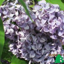 Сирень обыкновенная "Капитан Гастелло"  (Syringa vulgaris Kapitan Gastello)