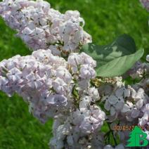 Сирень обыкновенная "Гортензия" (Syringa vulgaris Gortenziya)