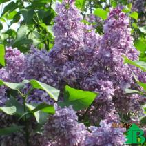 Сирень обыкновенная "Утро России" (Syringa vulgaris Utro Rossii)