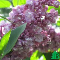 Сирень обыкновенная "Память о Вехове" (Syringa vulgaris Pamyat' о Vekhove)