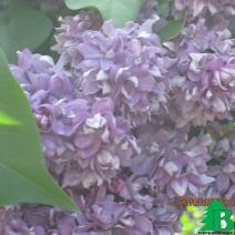 Сирень обыкновенная "Огни Донбасса" (Syringa vulgaris Ogni Donbassa)