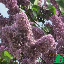 Сирень обыкновенная "Леонид Леонов" (Syringa vulgaris Leonid Leonov)