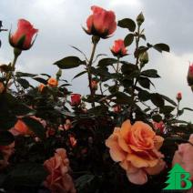 Роза (Rose Paco Rabanne)