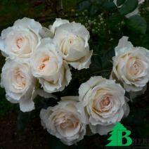 Роза "Крим Эбандэнс" (Rose Cream Abundance)