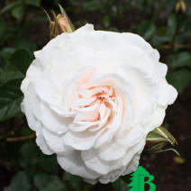 Роза "Грейт Ноф Истэн Роуз" (Great North Eastern Rose)