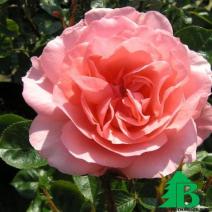 Роза (Rose L’Aimant)