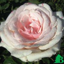 Роза "Бельмонт" (Rose Belmonte)