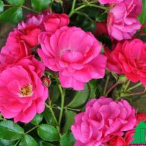 Роза Флауер карпет (Rose Flower Carpet)