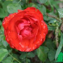 Роза "Флуоресцент" (Rose Fluorescent)
