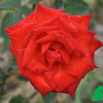 Роза "Лидка" (Rose Lidka)