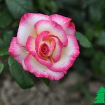 Роза "Хандель" (Rose Handel)